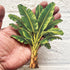 Banana Tree Printed MDF Cutout Pack of 10 | DIY Decoration, Toran & Bandhanwar | Craft Shop India
