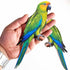 Traditional Green Parrot Cutout Pack of 10 for Wall Décor, DIY & Art Projects | Craft Shop India