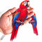 Traditional Red Parrot Cutout Pack of 10 for Wall Décor, DIY & Art Projects | Craft Shop India