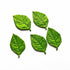 Leaf Green Color Small Size Leaves Set Of 20