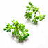 Green & Cream Color Buds Bunch Set Of 12