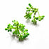 Green & Cream Color Buds Bunch Set Of 12