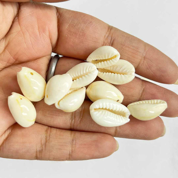 White Cowry Shells Pack Of 25 | White Cowry Shells Pack | Cowry | Craft Shop India