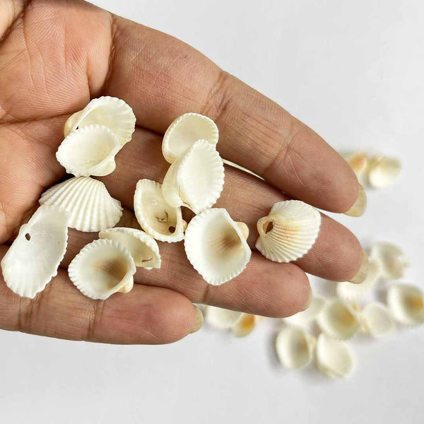 White Sea Shells Pack Of 50 | White Shell | Sea Shell | Pack of 50 | Art Craft Shop | Shop Online | Craft Shop India