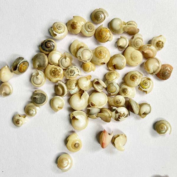 White Button Sea Shells Pack Of 50 | White Button | Sea Shells Pack of 50 | Craft Making | Decoration Essentials | Craft Shop India