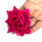 Pink Color Artificial Rose Flower Set Of 6