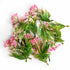 Green & Pink Color Leaf Bunch Set Of 12