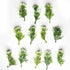 Green & White Color Leaf Bunch Set Of 12