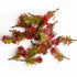 Red & Green Color Leaf Bunch Set Of 12