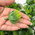 Pine Needles Green Color Leafs Pack Of 25