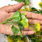 Green With Yellow Color Big Size Leaf With Flower Pack Of 25