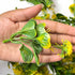 Green With Yellow Color Big Size Leaf With Flower Pack Of 25