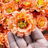 Orange Color Peony Flower Head Artificial Pack of 20 (5.5cm)