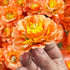 Orange Color Peony Flower Head Artificial Pack of 20 (5.5cm)