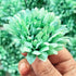 Green Color Dahlia Flower Pack Of 10 (6cm)