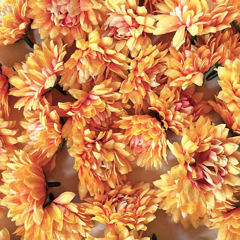 Peach Color Dahlia Flower Pack Of 10 (6cm)