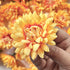 Peach Color Dahlia Flower Pack Of 10 (6cm)