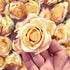 Light Peach With Move Shaded Artificial Rose Flower Set Of 6