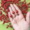 Red Color Berries Stem Pack Of 50