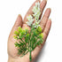 Green Fern Leaves With White Edges Set Of 12 | Green Fern Leaves | White Edges Set of 12 | Green Fern Leaves | White Edges | Art Craft | Craft Store | Craft Store Online | Leaves Fern | Decoration | Home Decoration | Indian Homes | Festivals | craft shop india | india craft shop | shop craft shop | india craft shop | shop craft | craft shop