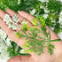 Green Fern Leaves With White Edges Set Of 12 | Green Fern Leaves | White Edges Set of 12 | Green Fern Leaves | White Edges | Art Craft | Craft Store | Craft Store Online | Leaves Fern | Decoration | Home Decoration | Indian Homes | Festivals | craft shop india | india craft shop | shop craft shop | india craft shop | shop craft | craft shop