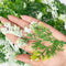 Green Fern Leaves With White Edges Set Of 12 | Green Fern Leaves | White Edges Set of 12 | Green Fern Leaves | White Edges | Art Craft | Craft Store | Craft Store Online | Leaves Fern | Decoration | Home Decoration | Indian Homes | Festivals | craft shop india | india craft shop | shop craft shop | india craft shop | shop craft | craft shop