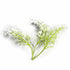 Light Green Trio Frosted Fern Leaves With White Edges Set Of 12 | Light Green | Trio Frosted Fern Leaves | white edge | Set of 12 | Art | Craft | Craft Store | Art Craft Online | Online Store OF India | craft shop india