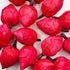 Red Lotus Flower Bud Set of 6