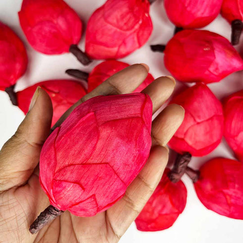 Red Lotus Flower Bud Set of 6