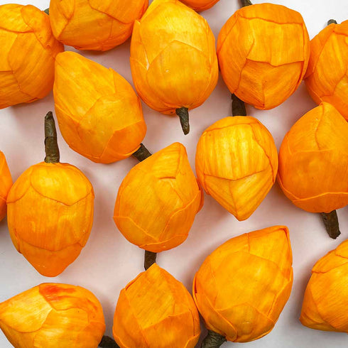 Orange Lotus Flower Bud Set of 6