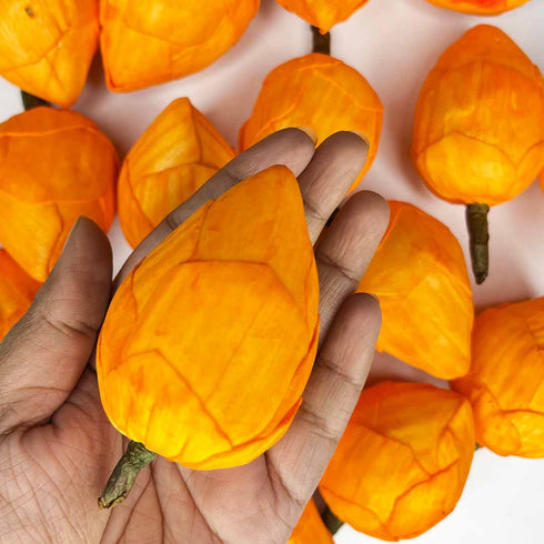 Orange Lotus Flower Bud Set of 6