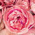 Pink Peony Buds Pack of 4 (4" Inches)
