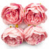 Pink Peony Buds Pack of 4 (4" Inches)