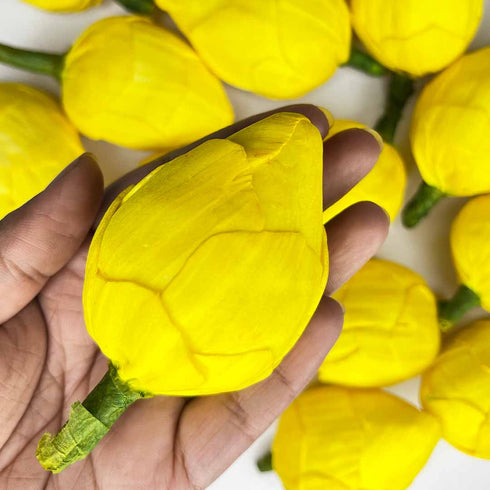 Yellow Lotus Flower Bud Set of 6