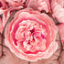 Pink Peony Buds Pack of 4 (4" Inches)